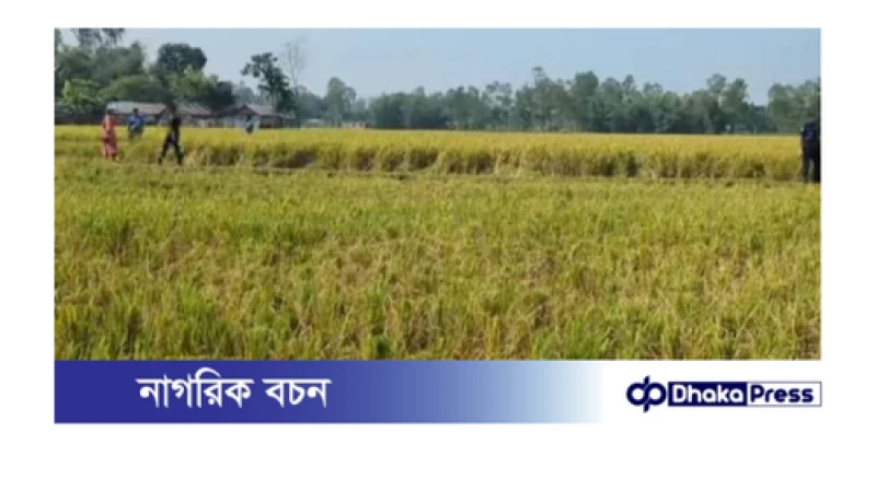 হাতিবান্ধা রাতের আঁধারে ধান কাটার অভিযোগ, থানায় মামলা