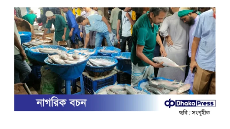 চাঁদপুরের ইলিশের আড়ত ফিরে পেল সরগরমতা