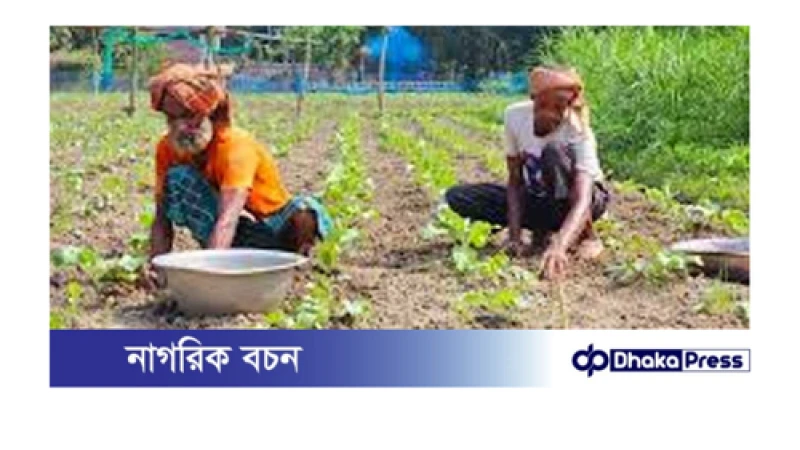 আগাম শীতকালীন শাক-সবজি চাষে ব্যস্ততা কৃষকের