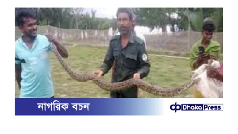 খুলনায় বিশাল অজগর উদ্ধার: সুন্দরবনে ফিরল প্রকৃতির এই সৈনিক