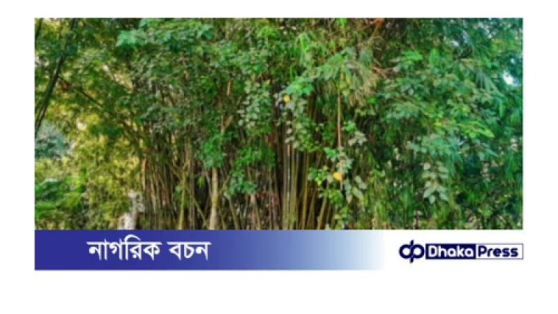 লালমনিরহাটে কম ফলনশীল জমিতে বাঁশ চাষ করে লাভবান হচ্ছে কৃষকরা