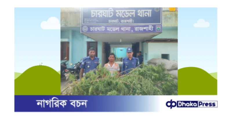 চারঘাটে তিনটি গাজাঁর গাছসহ ইয়াছিন গ্রেফতার
