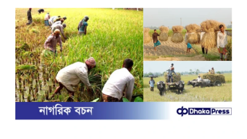 আগাম আমন ধান কাটা-মাড়াইয়ে লাভের অংক কষছে কৃষক