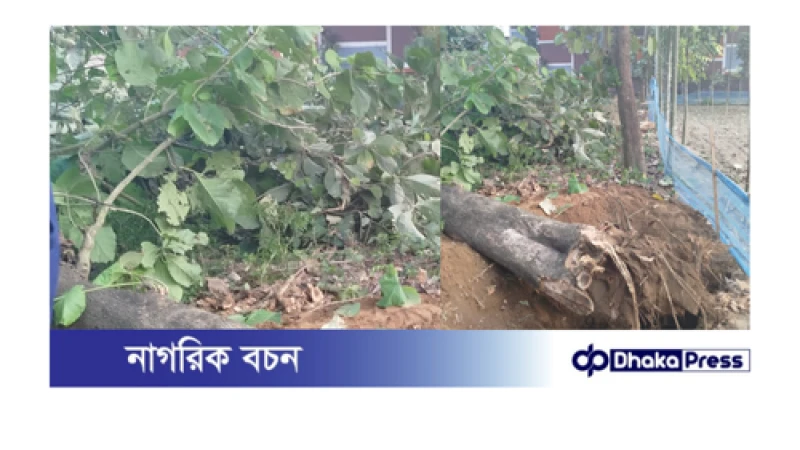 ঠাকুরগাঁওয়ে বিএনপি নেতার দাপট: বেআইনিভাবে বৃক্ষ নিধন