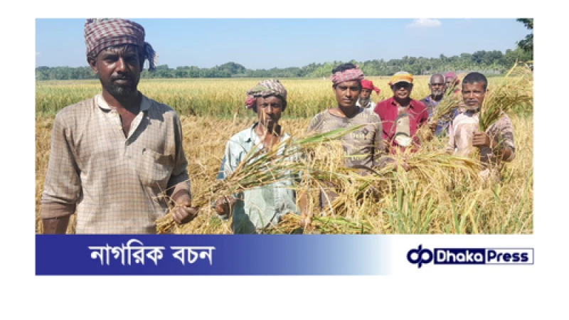 বড়াইগ্রামে নুয়ে পড়া ধান কাটতে শ্রমিকের অভাব,প্রতিবন্ধকতা না থাকলে উদপাদন লক্ষ্যমাত্রা টপকাবে