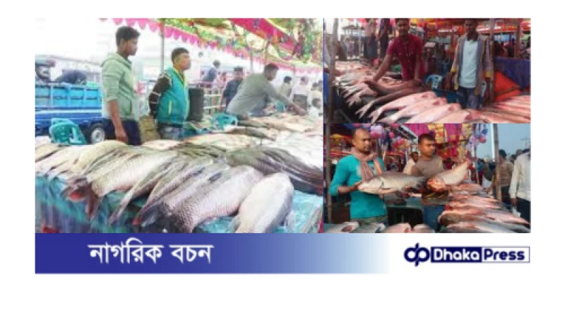 নবান্ন উৎসবে কালাইয়ে মাছের মেলা
