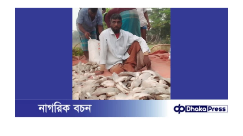 দুস্কৃতিকারীদের বিষ প্রয়োগে মৎস্য খামারীর মাছ নিধন। ২০ লাখ টাকার ক্ষতি 