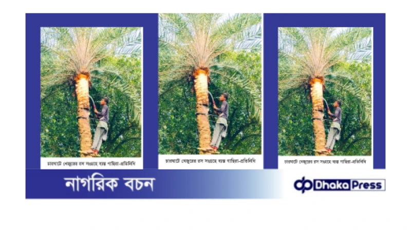 পদ্মার অপরুপ সৌন্দর্য বিধৌত চারঘাটে খেজুরের রস সংগ্রহে করে গুড় তৈরীতে ব্যস্ত গাছিরা