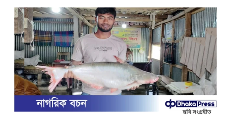 পটুয়াখালীতে ধরা পড়া ১০ কেজি ৫০০ গ্রামের বিশাল পাঙাশ, বিক্রি হলো ৭৬০০ টাকায়