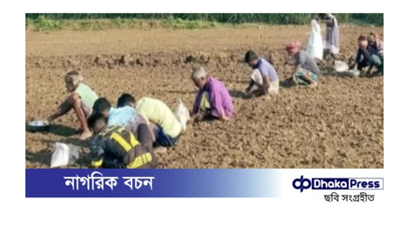 রাজবাড়ীতে বীজের উচ্চ দামে পেঁয়াজ-রসুন চাষে খরচ বৃদ্ধি