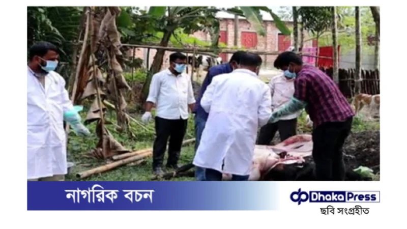 খাবারের সঙ্গে বিষ মিশিয়ে দুটি গরু মেরে ফেলার অভিযোগ