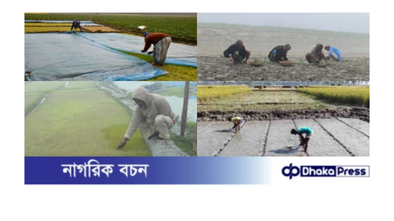 ঘন কুয়াশা ও রোদের কারণে বীজতলা নষ্টের আশঙ্কা, ক্ষতির মুখে কুড়িগ্রামের কৃষক 