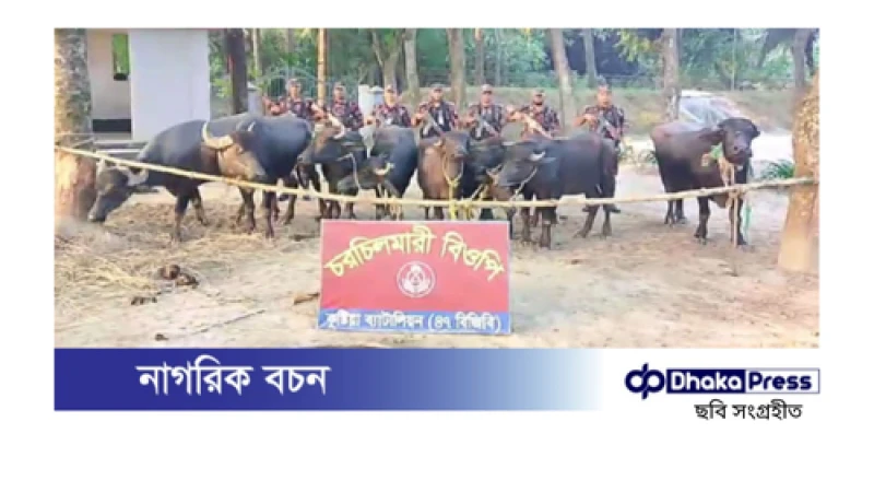 বিজিবির অভিযানে মালিকবিহীন ১৪টি ভারতীয় মহিষ ও ২৪০ গ্রাম কোকেন জব্দ