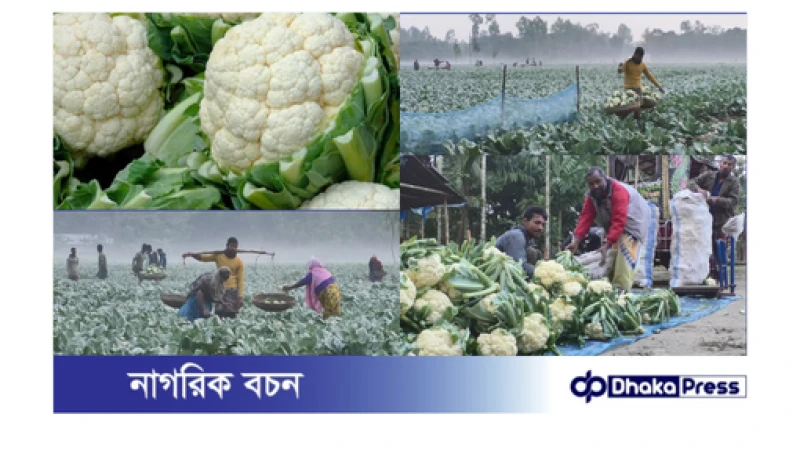 প্রাকৃতিক পদ্ধতিতে ফুলকপি চাষে লাভবান কুড়িগ্রামের কৃষকেরা