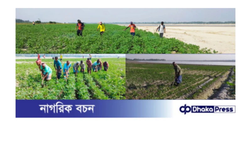 তিস্তার বুকে আলু চাষে লাভের দিন গুনছে চরাঞ্চলের কৃষক