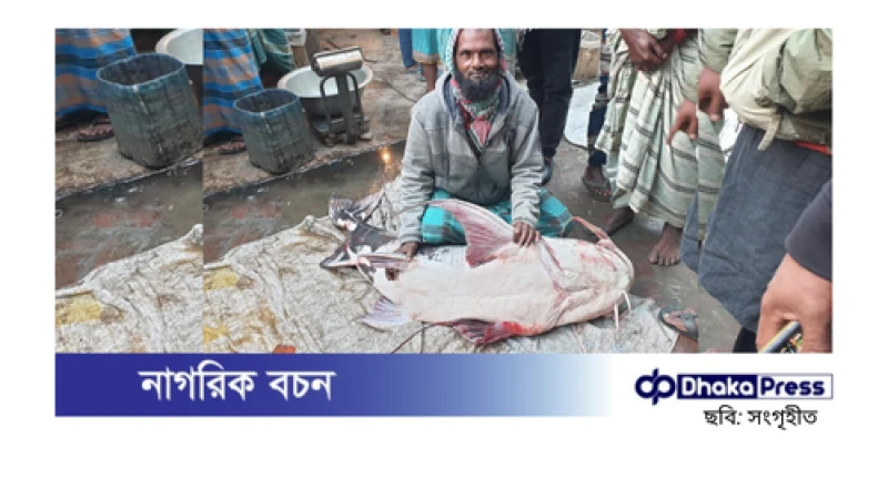 পদ্মায় ধরা পড়ল ৪৪ কেজির বিরল বাগাড় মাছ, বিক্রি ৪৮ হাজার টাকায়