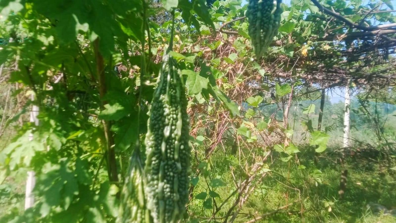 মুরাদনগরে বিষমুক্ত সবজি চাষে আগ্রহ বাড়ছে কৃষক-কৃষানীদের