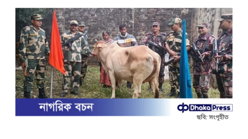 হিলি সীমান্তে ভারতীয় গরু ফেরত দিল বিজিবি