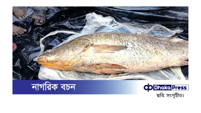 ৩২ কেজির বেশি ওজনের মাছ বিক্রি হলো ৩ লাখ ১২ হাজার টাকায়