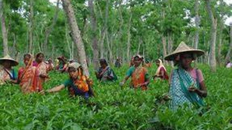 আট ক্যাটাগরিতে প্রথমবারের মতো দেওয়া হবে ‘জাতীয় চা পুরস্কার’