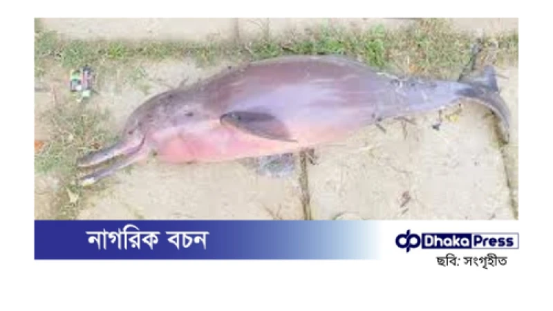 হালদা নদী থেকে মৃত ডলফিন উদ্ধার