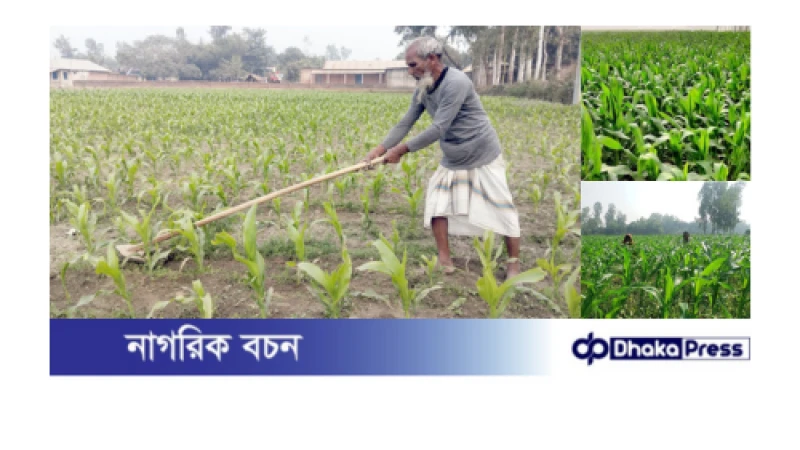 কুড়িগ্রামে অল্প খরচে ভুট্টা চাষে লাভের হিসেব গুনছে কৃষক 