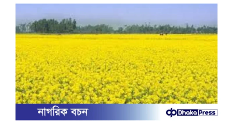 সরিষার হলুদ ফুলে দুলছে কৃষকের রঙিন স্বপ্ন