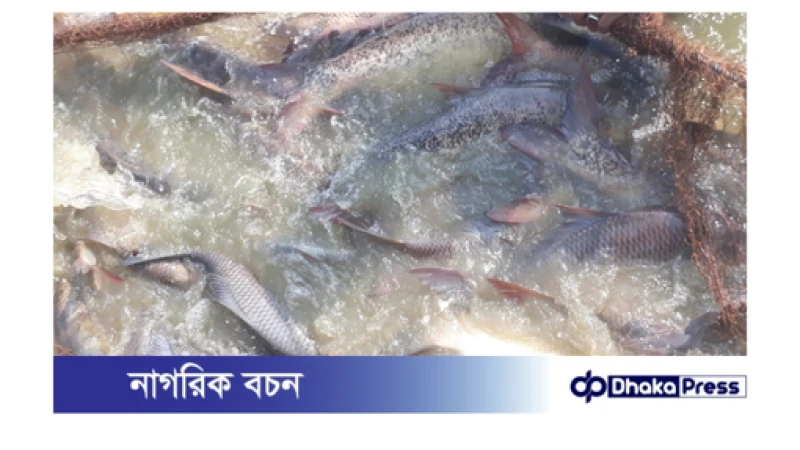 সাতক্ষীরায় বড় মাছের চাহিদা থাকালেও ভালো দাম পাচ্ছে না মৎস্য চাষিরা 