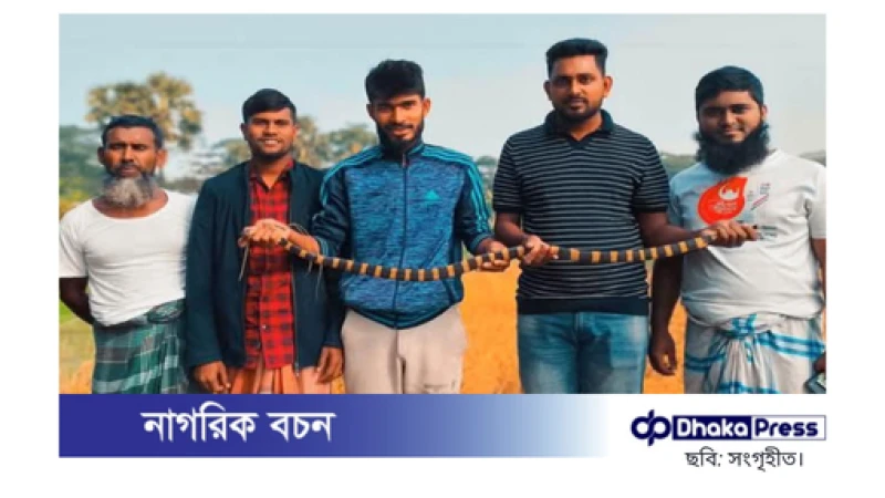 ধানখেত থেকে বিষধর শঙ্খিনী সাপ উদ্ধার