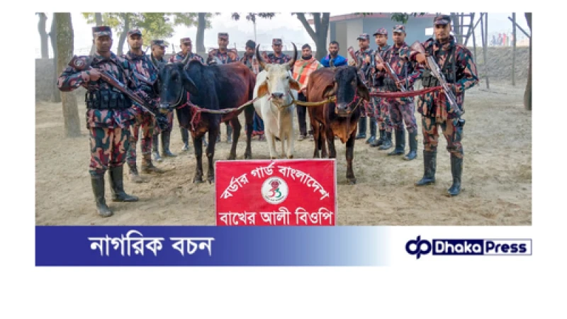 বাখেরআলী সীমান্ত হতে ০৩ জন আসামীসহ অবৈধ ও চোরাচালানকৃত ভারতীয় গরু আটক