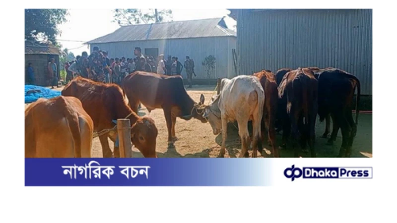 ভারতীয় ৯টি গরু জব্দ বিজিবির, অনিয়ম প্রশ্ন তোলায় সাংবাদিককে হুমকি