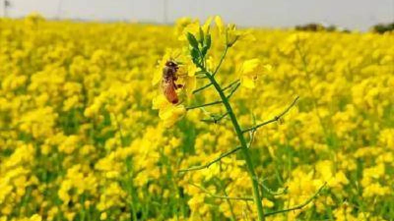 সরিষা আবাদে আগ্রহ কুড়িগ্রামের কৃষকের, উৎপাদন হবে তেলবীজ 