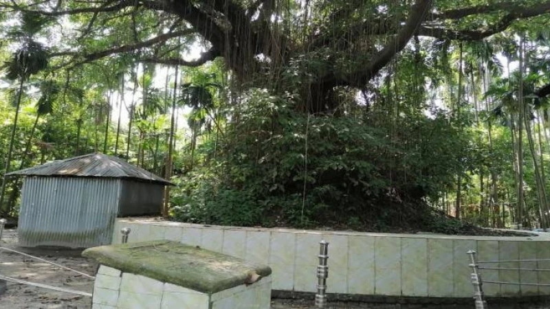 কুড়িগ্রামের অচিন গাছ ইতিহাসের জল্পনা-কল্পনার খোরাক 