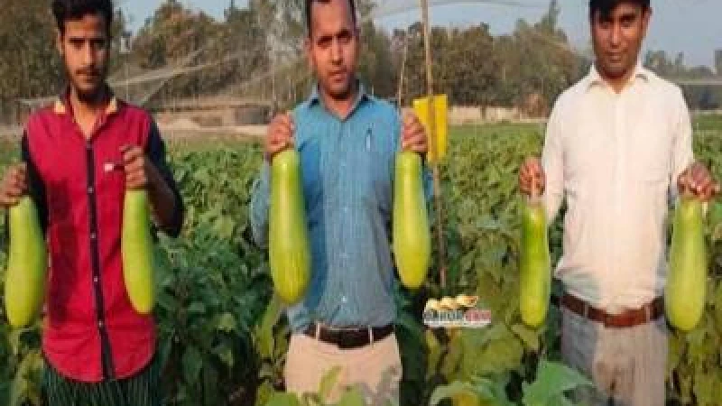 কুড়িগ্রামে অল্প খরচে উন্নত জাতের বেগুন চাষে কয়েক গুণ লাভের আশা 