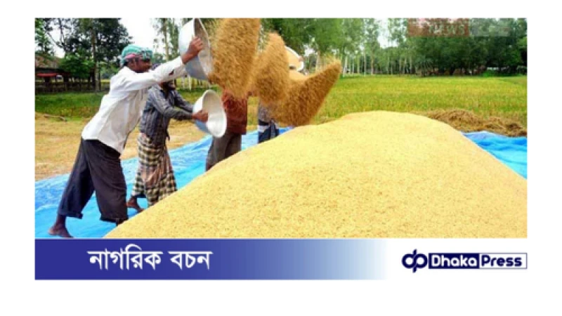 কুড়িগ্রামের ফুলবাড়ীতে ৭শ’ মেট্রিক টন চাল সংগ্রহ হলেও ধান সংগ্রহ হয়নি এক ছটাকো