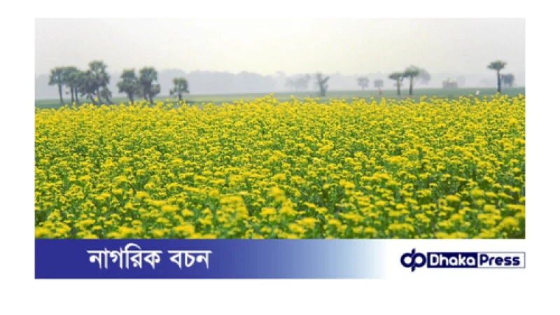 সাতক্ষীরায় সরিষার বাম্পার ফলন ভালো দাম পাওয়ার আশা কৃষকের 
