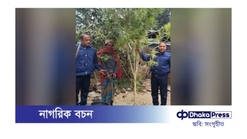 বাড়ির উঠানে গাঁজার চাষ, আটক ১