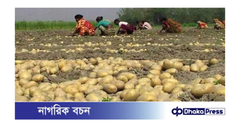 মূলধন হারানো সঙ্কায় আলু তুলছেন কুড়িগ্রামের কৃষকেরা