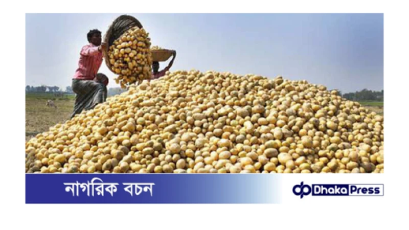কুড়িগ্রামের আলু রপ্তানি হচ্ছে বিদেশে, তারপরও আলুচাষী নাকি লোকসানে