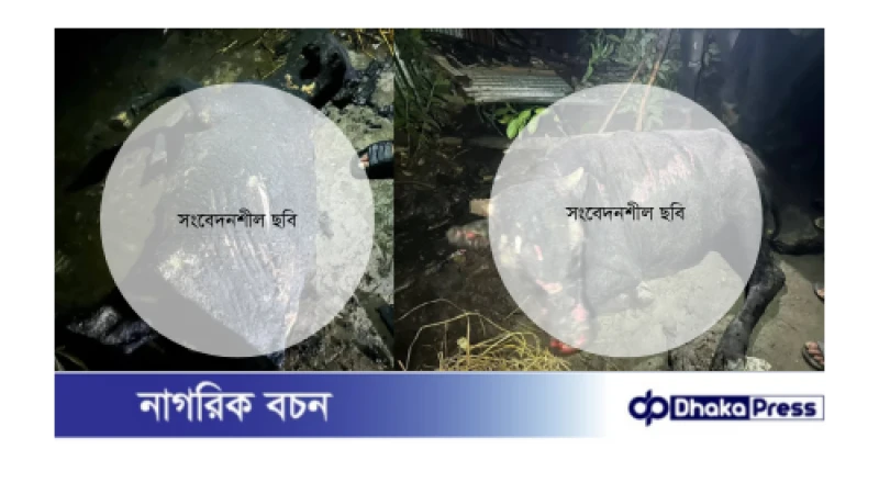 যাত্রাপুরে অগ্নিকাণ্ড: গরুসহ রসমালাই গোডাউন পুড়ে ছাই, ব্যবসায়ীর ৮ লাখ টাকার ক্ষতি