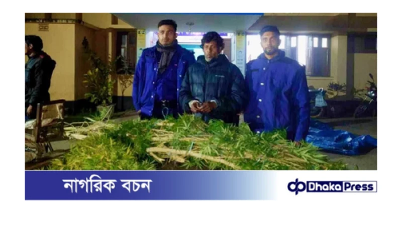 বড়াইগ্রামে ১০ ফুট দীর্ঘ  ১৭কেজি ওজনের গাঁজা গাছ উদ্ধার, আটক ১