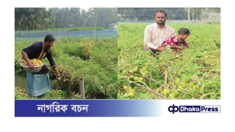 মাচা পদ্ধতিতে টমেটো চাষ, লাভবান হচ্ছেন কুড়িগ্রামের কৃষকরা