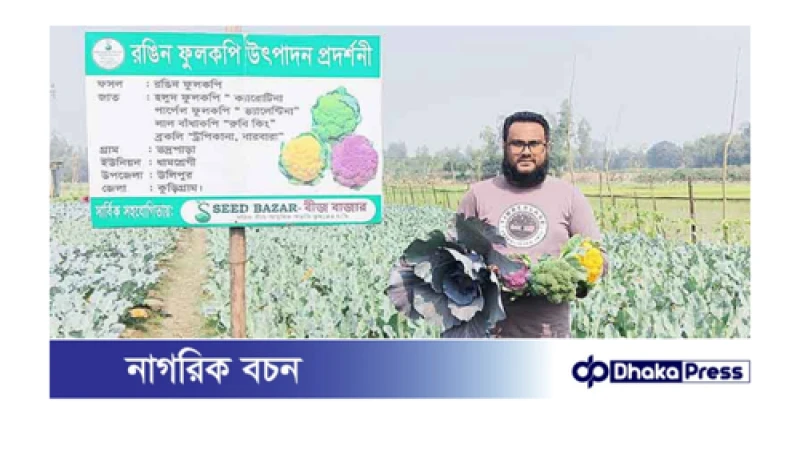 বাহারি রঙের ফুলকপি চাষের সম্ভাবনায় কুড়িগ্রাম 