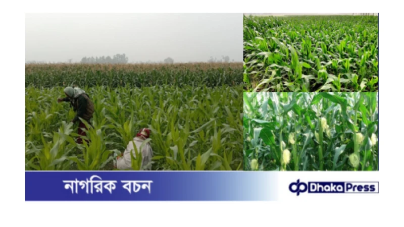 কুড়িগ্রামের চরাঞ্চলে ভুট্টা চাষের বিস্তার