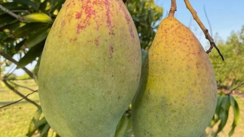 দেশের সবচেয়ে বড় আম