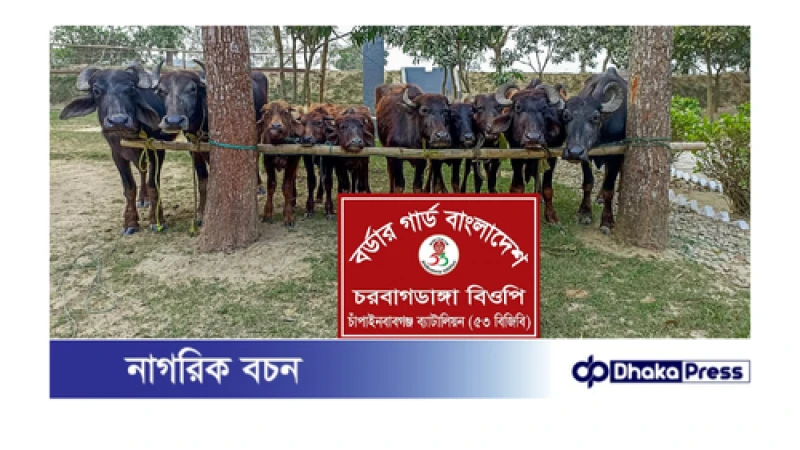 সীমান্ত হতে অবৈধ ও চোরাচালানকৃত মালিক বিহীন ভারতীয়১০ টি মহিষ আটক