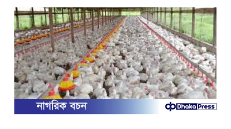 পোলট্রি শিল্পের টেকসই ভবিষ্যৎ মানুষের প্রয়োজনে