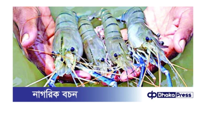 কুড়িগ্রামে প্রথম বারে গলদা চিংড়ি চাষে সফলতা