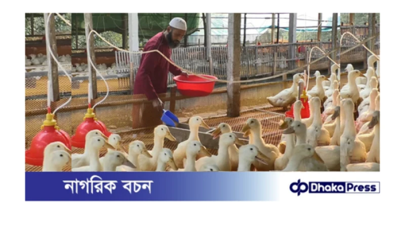 কুড়িগ্রামে জনপ্রিয় হচ্ছে বেইজিং বা পেকিন জাতের হাঁস চাষ