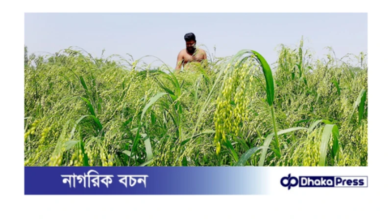 চিনা চাষ লাভজনক হওয়ায় কুড়িগ্রামে বাড়ছে চাষ 